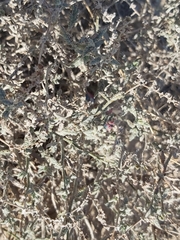 Heliotropium bacciferum