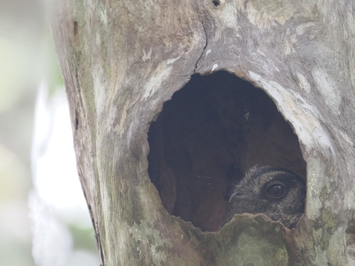 Barred Owlet-nightjar (Aegotheles bennettii), photo 8