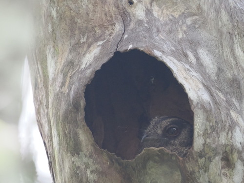 Barred Owlet-nightjar (Aegotheles bennettii), photo 7
