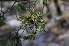 Arceuthobium oxycedri