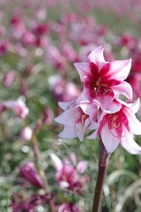 Crinum campanulatum
