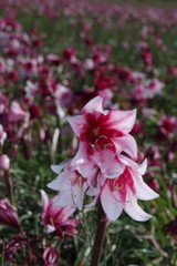 Crinum campanulatum