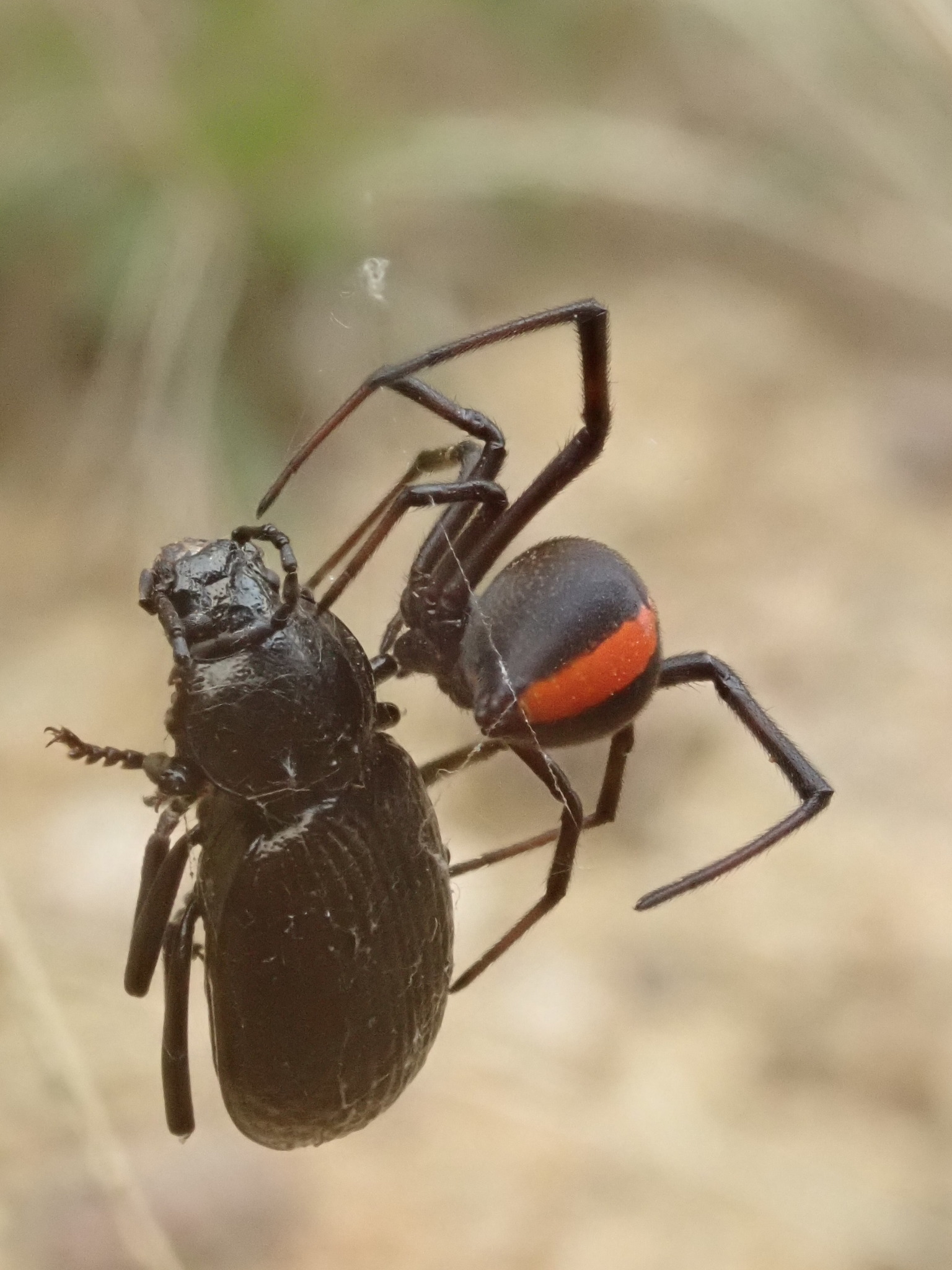 Redback Spider (Latrodectus hasselti) · iNaturalist