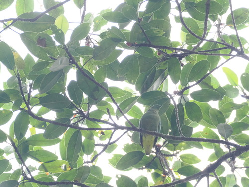 Dwarf Fruit Dove (Ptilinopus nainus), photo 4