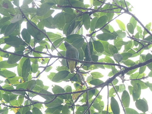 Dwarf Fruit Dove (Ptilinopus nainus), photo 5