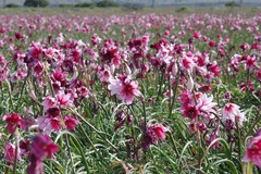 Crinum campanulatum