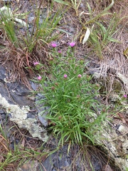 Liatris compacta