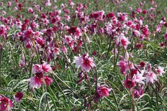 Crinum campanulatum