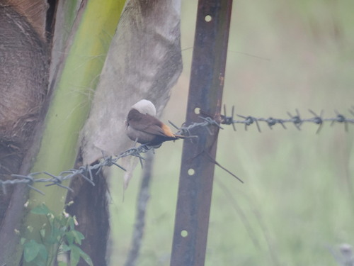 Grey-headed Mannikin (Lonchura caniceps), photo 8