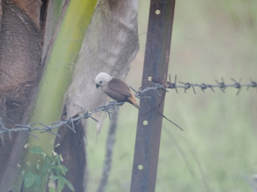 Grey-headed Mannikin (Lonchura caniceps), photo 4