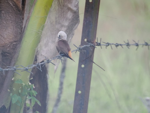 Grey-headed Mannikin (Lonchura caniceps), photo 5