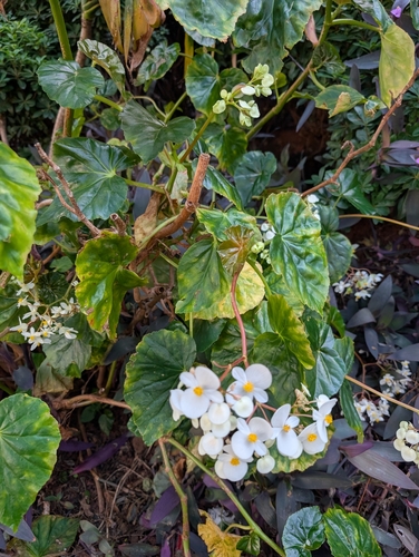 Begonia minor (Begonia minor)