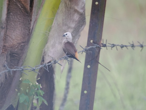 Grey-headed Mannikin (Lonchura caniceps), photo 6