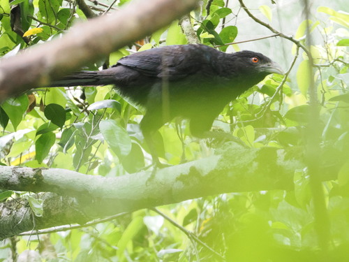 Ivory-billed Coucal (Centropus menbeki), photo 3