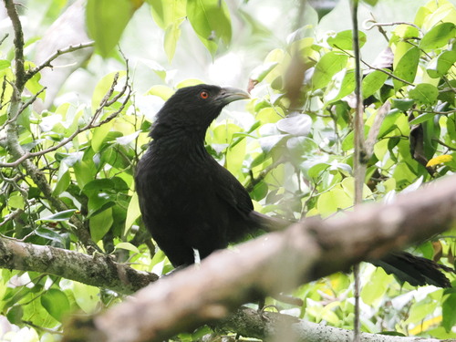 Ivory-billed Coucal (Centropus menbeki), photo 4