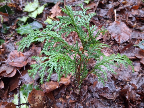 Chamaecyparis pisifera, photograph 3