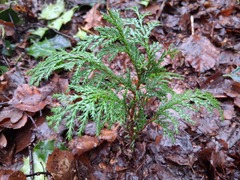 Chamaecyparis pisifera, photograph (c) olmagon, some rights reserved (CC BY)