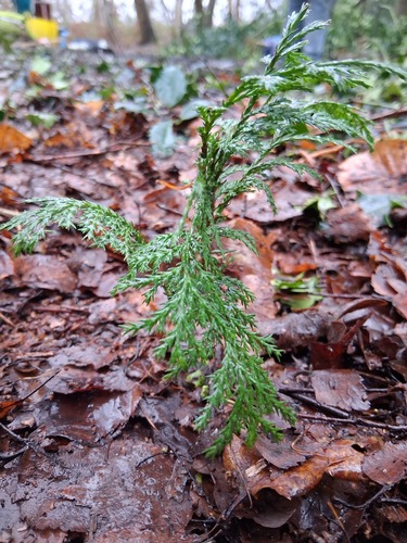 Chamaecyparis pisifera, photograph 4