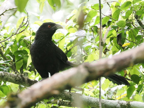 Ivory-billed Coucal (Centropus menbeki), photo 7