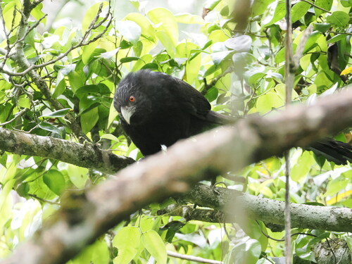 Ivory-billed Coucal (Centropus menbeki), photo 8