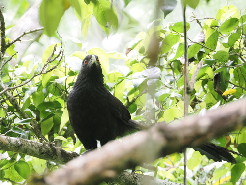 Ivory-billed Coucal (Centropus menbeki), photo 9