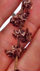 Rumex × acutus