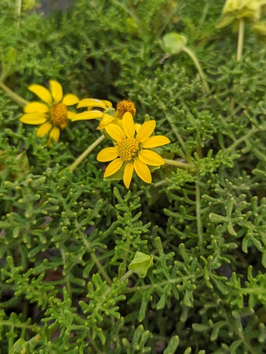 Floreana daisy (Lecocarpus pinnatifidus)
