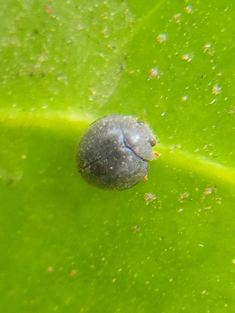 Pseudoazya trinitatis
