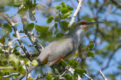 Coccyzus longirostris