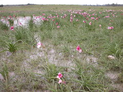 Crinum campanulatum