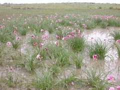 Crinum campanulatum