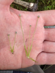 Eriocaulon koernickianum