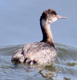 iNaturalist: (c) Richard Breisch, some rights reserved (CC BY-NC), uploaded by Richard Breisch iNaturalist image