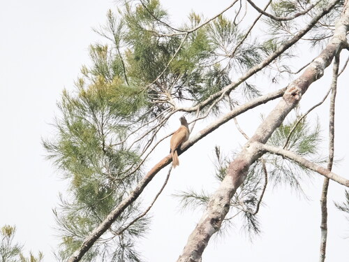 Dwarf Koel (Microdynamis parva), photo 2