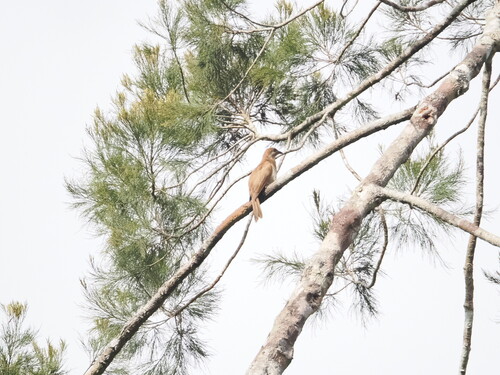 Dwarf Koel (Microdynamis parva), photo 5