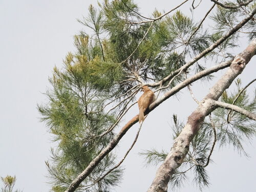 Dwarf Koel (Microdynamis parva), photo 7