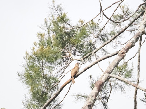 Dwarf Koel (Microdynamis parva), photo 6