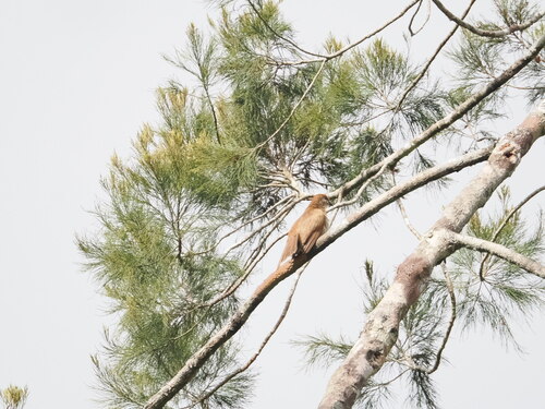 Dwarf Koel (Microdynamis parva), photo 8