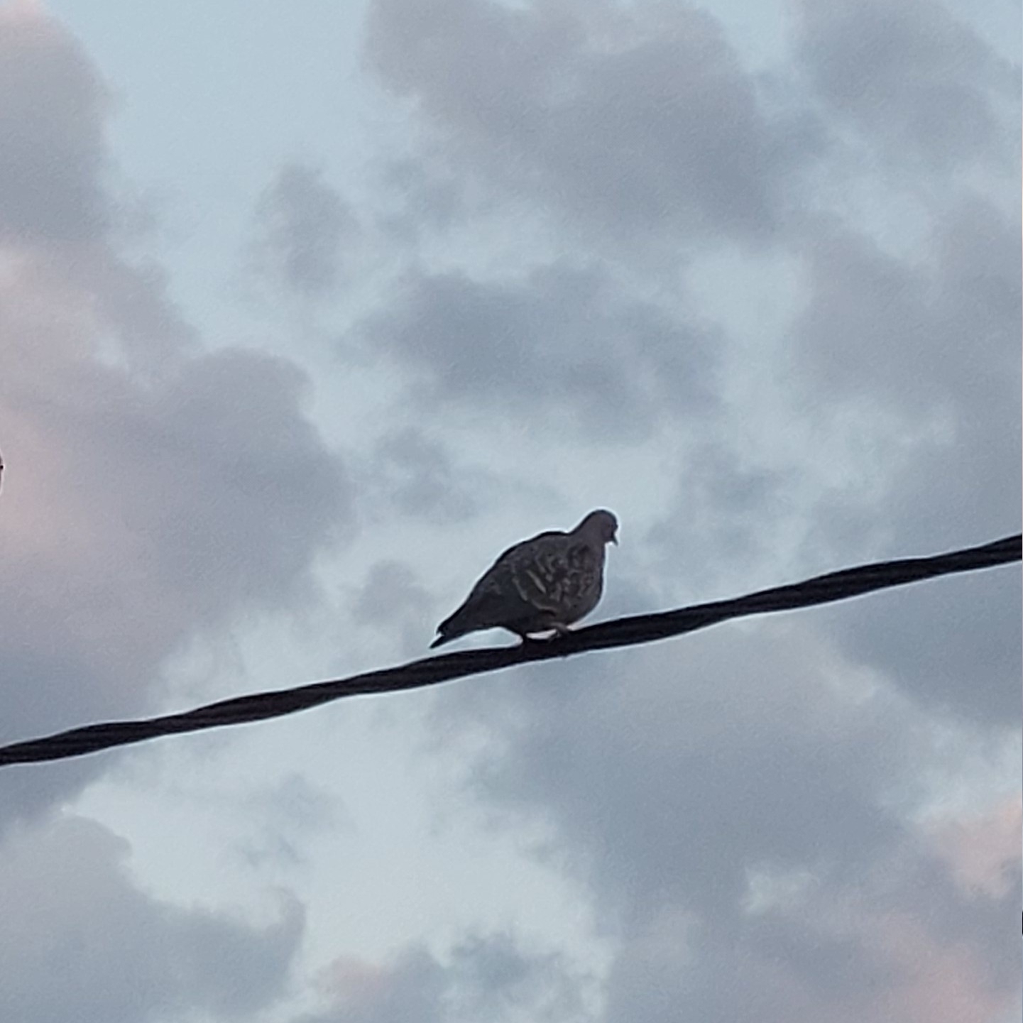 Spot-winged Pigeon (Patagioenas maculosa), photo 3