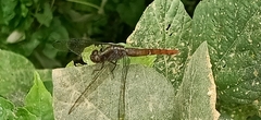 Orthetrum chrysis