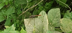 Orthetrum chrysis