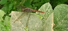Orthetrum chrysis