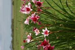 Crinum campanulatum