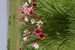 Crinum campanulatum