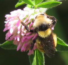 Bombus appositus