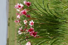 Crinum campanulatum