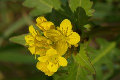 Brassica napus napus