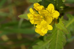 Brassica napus napus