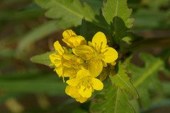 Brassica napus napus