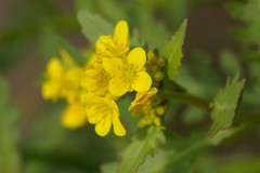 Brassica napus napus